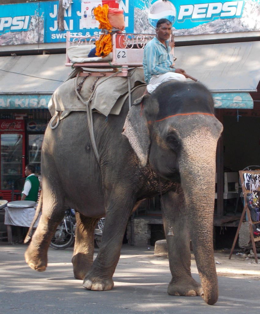 For a seriously heavy load opt for a pachyderm