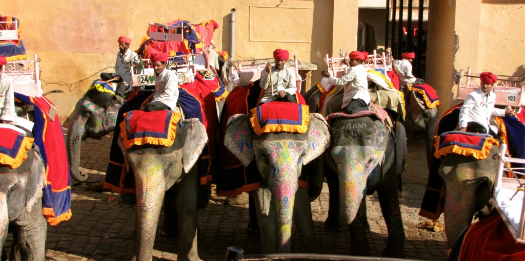 Elephants waiting for their rides at Amber Fort.