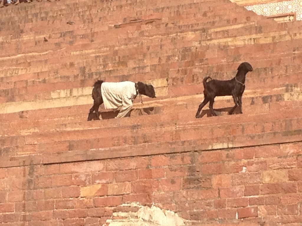 Goats on the steps of the mosque... wearing cardigans.  Officially a woolly jumper.