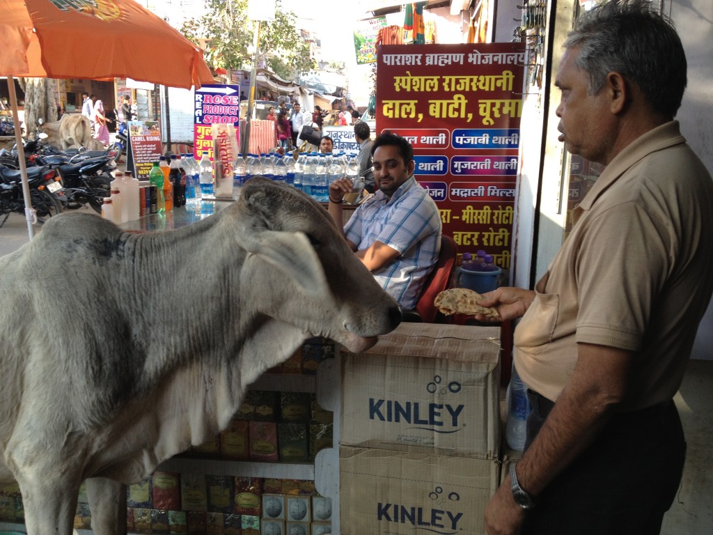 cow receiving her daily feed of chapattis.