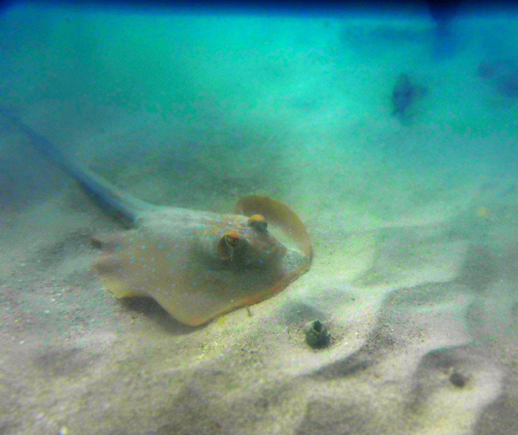 A blue spotted stingray we lay down in the sand with.