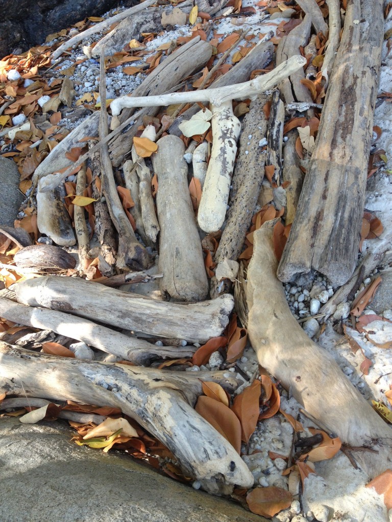 Gould Island driftwood