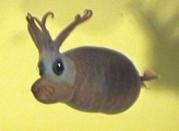 piglet squid